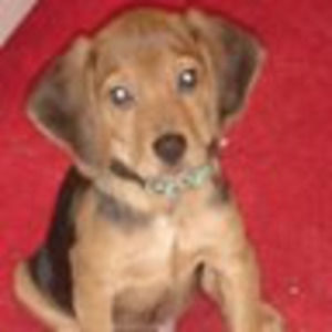 Meet your Posher, Carrie